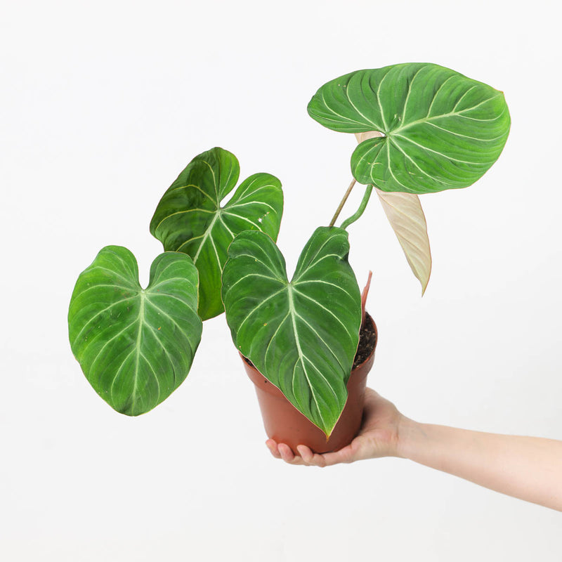 Philodendron gloriosum 'Giganteum' Plants GrowTropicals