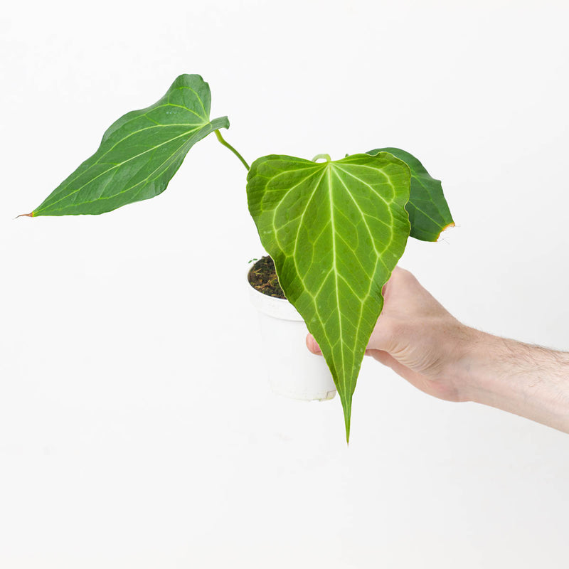 Anthurium 'Delta Force' 9cm Plants GrowTropicals