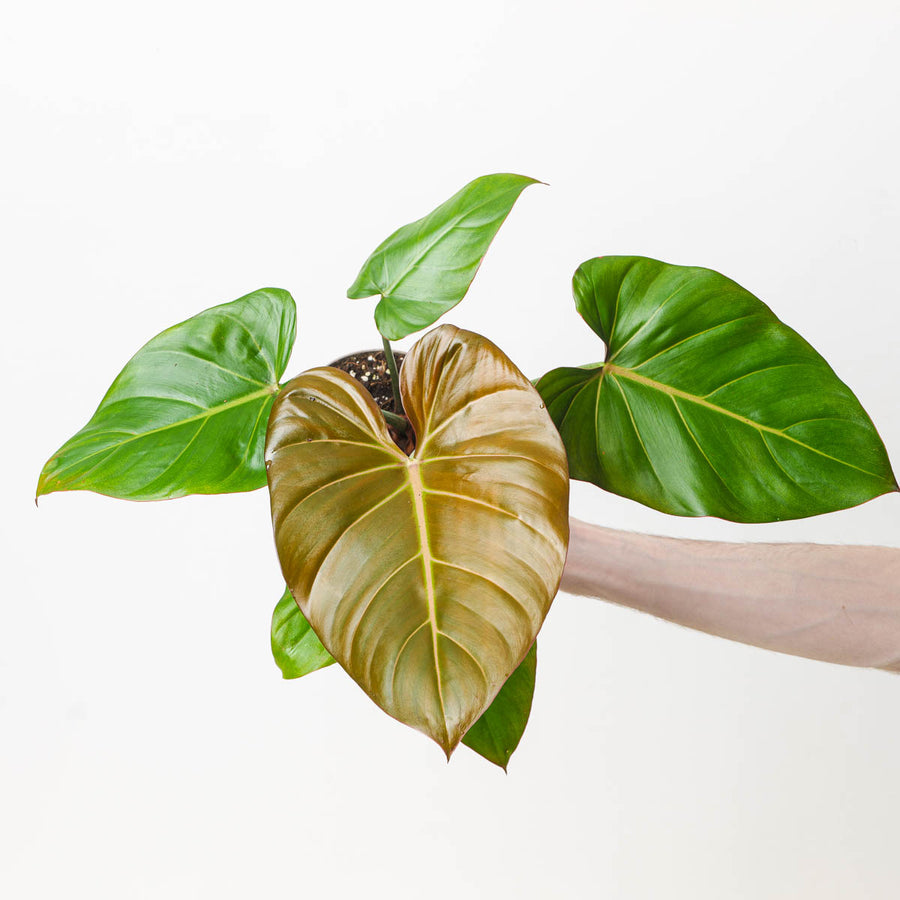 Philodendron 'Summer Glory' - GROW TROPICALS