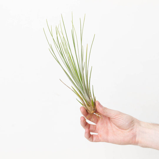 Tillandsia juncea Air plant Plants GrowTropicals