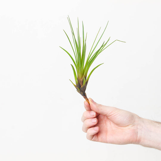 Tillandsia melanocrater Air plant Plants GrowTropicals