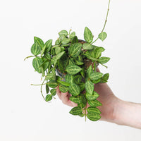 Dischidia ovata | Watermelon Plant