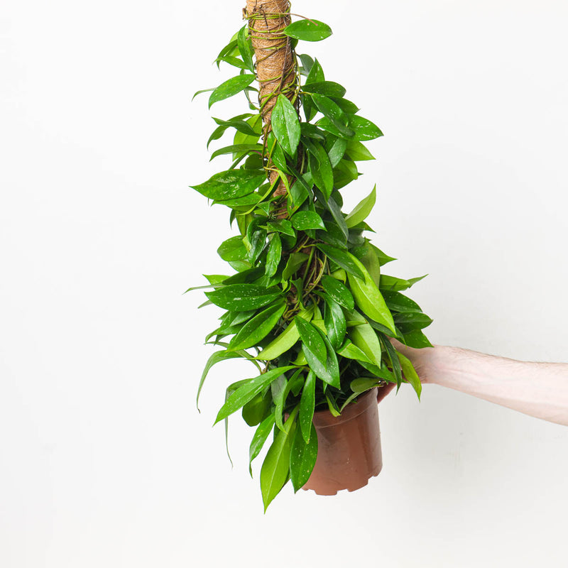 Hoya Pubicalyx 'Splash' — 17cm XL / Normal