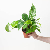 Epipremnum Pinnatum Variegated