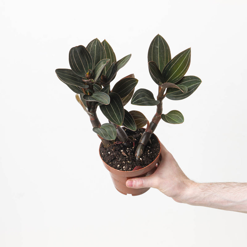 Ludisia discolor 'Dark Lightning' Plants GrowTropicals