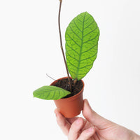 Hoya callistophylla