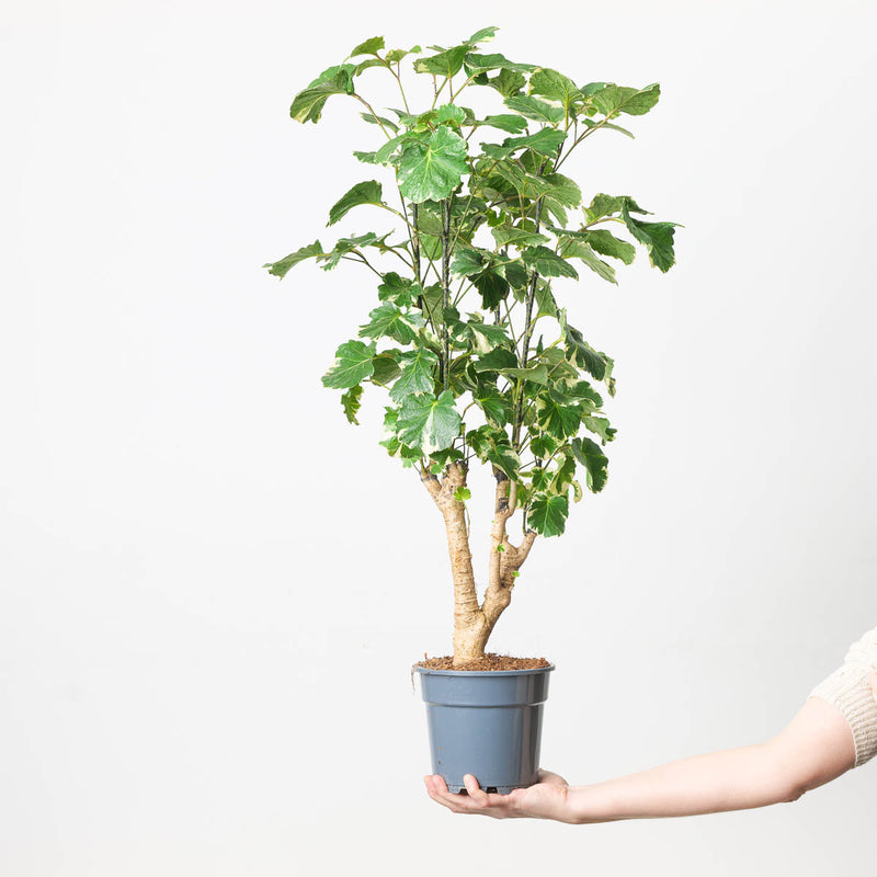 Polyscias balfouriana Plants GrowTropicals