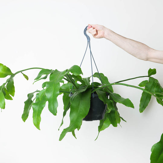 Epiphyllum oxypeltatum Plants GrowTropicals