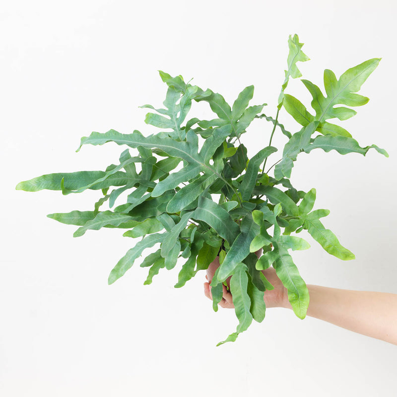 Phlebodium aureum - Blue Star Fern 12cm Plants GrowTropicals