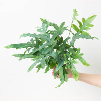 Phlebodium aureum - Blue Star Fern