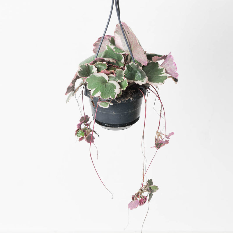 Saxifraga stolonifera 'Tricolor' Plants GrowTropicals