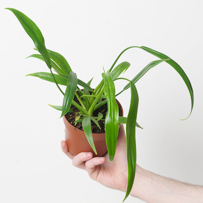 Philodendron holtonianum Plants GrowTropicals
