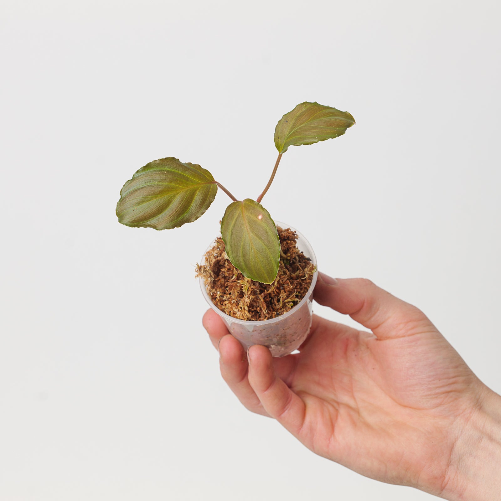 Homalomena sp. “夕霧” T-3810-2 Homalomena sp. “夕霧” T-3810-2