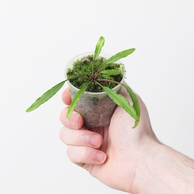 Homalomena sp. wavy margin 9cm Plants GrowTropicals