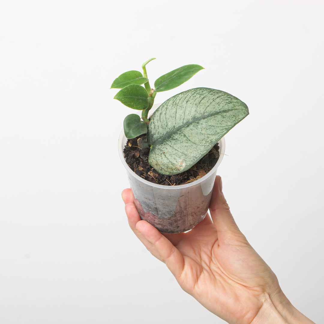 Rhaphidophora hongkongensis variegated 9cm Plants GrowTropicals