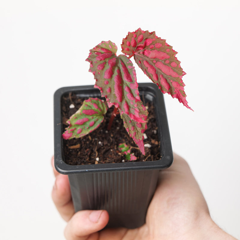 Begonia 'Hongguoguo' (Acclimated)