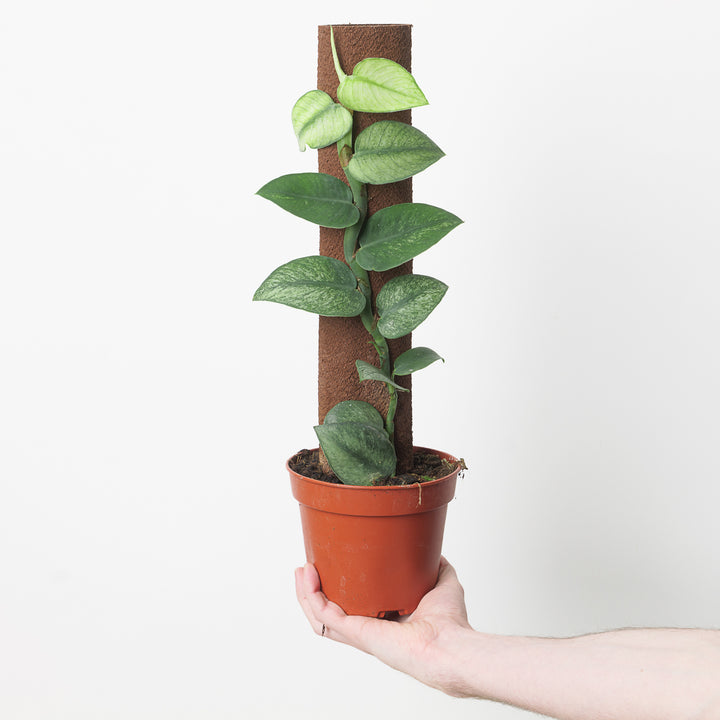 Rhaphidophora hongkongensis variegated 14cm on Kratiste Plants GrowTropicals