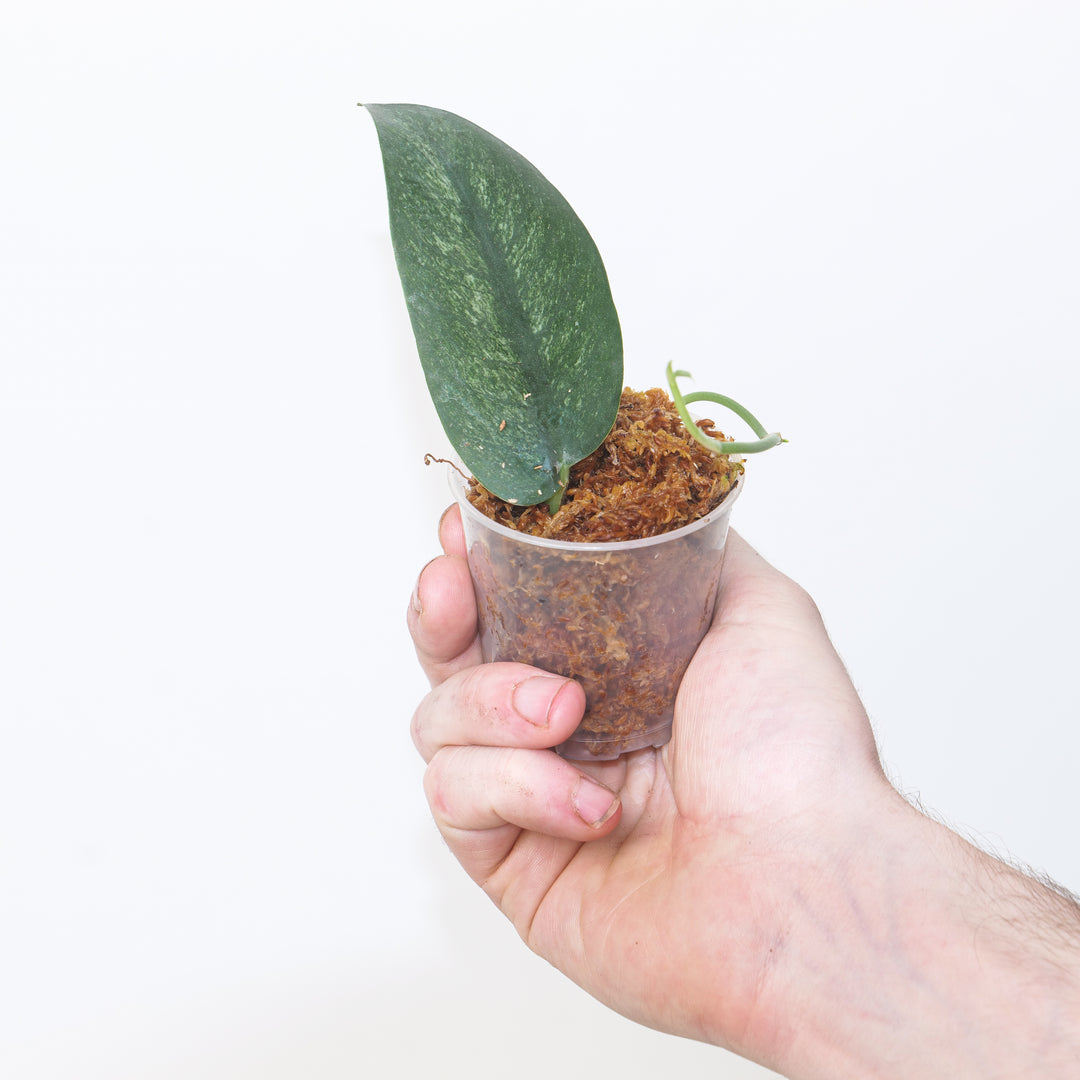 Rhaphidophora hongkongensis variegated 6cm Plants GrowTropicals