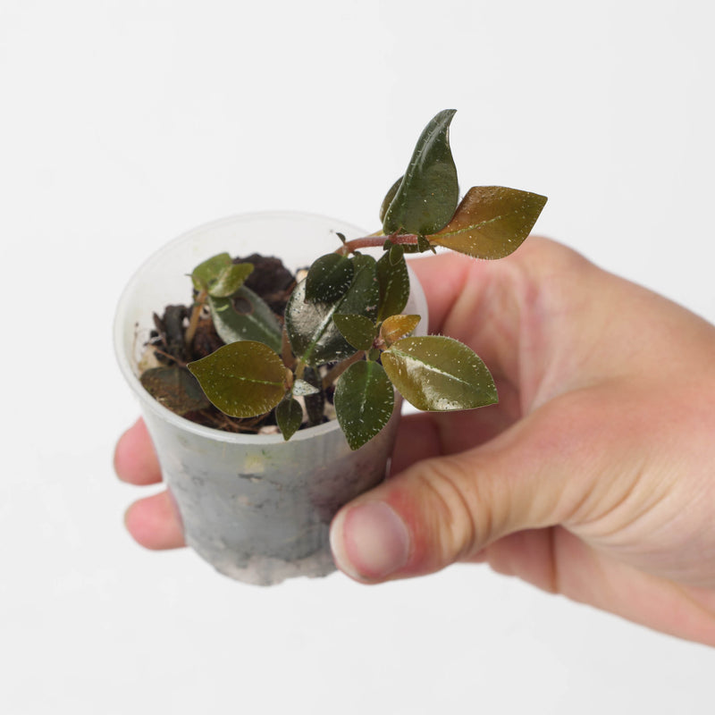 Argostemma hookeri Plants GrowTropicals