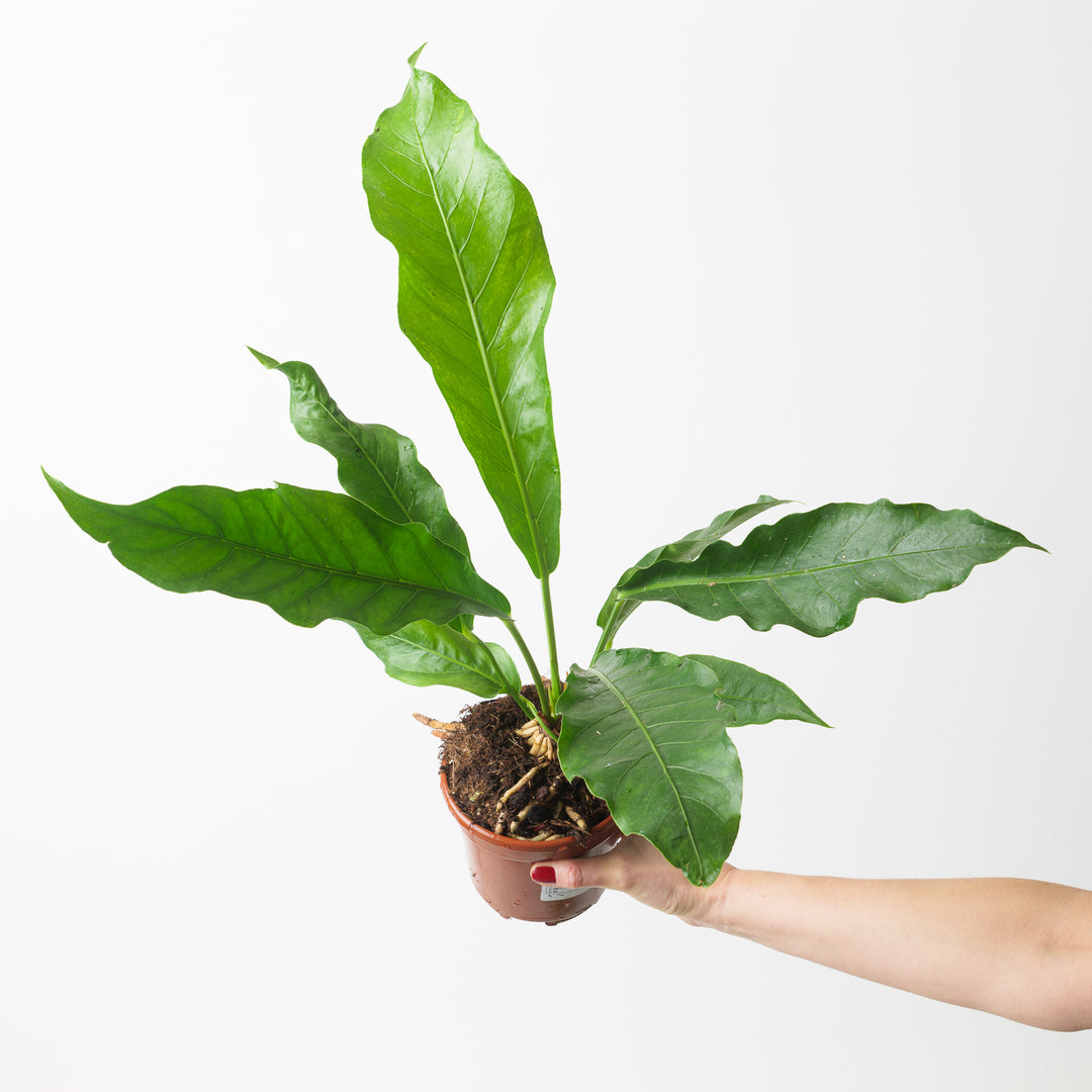 anthurium hookeri propagation Anthurium hookeri