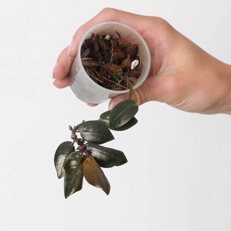Argostemma hookeri Plants GrowTropicals