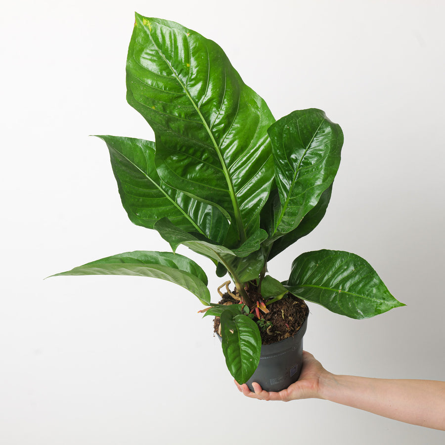 Anthurium hookeri 17cm Plants GrowTropicals