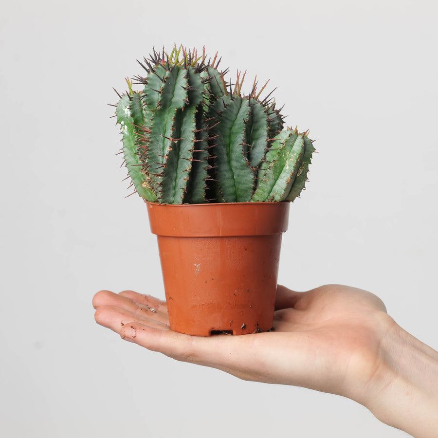 Euphorbia horrida - GROW TROPICALS