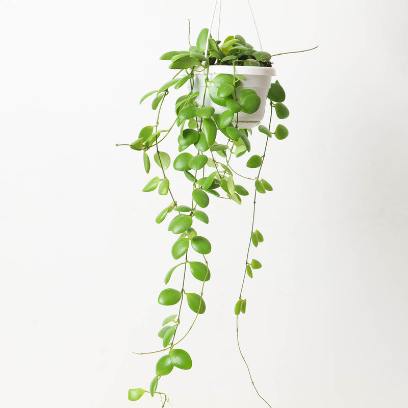 Hoya brevialata Plants GrowTropicals