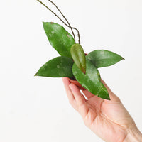Hoya flagellatta