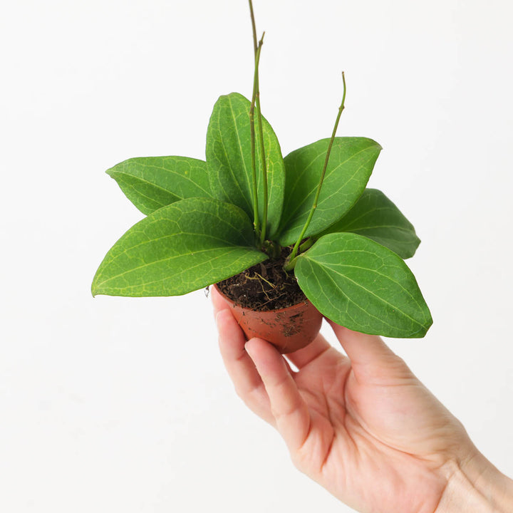 Hoya nicholsoniae - GROW TROPICALS