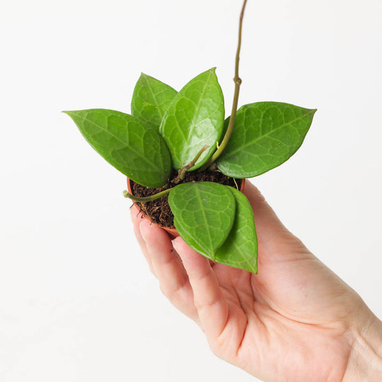 Hoya sp Pati 6cm Plants GrowTropicals