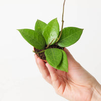Hoya sp Pati
