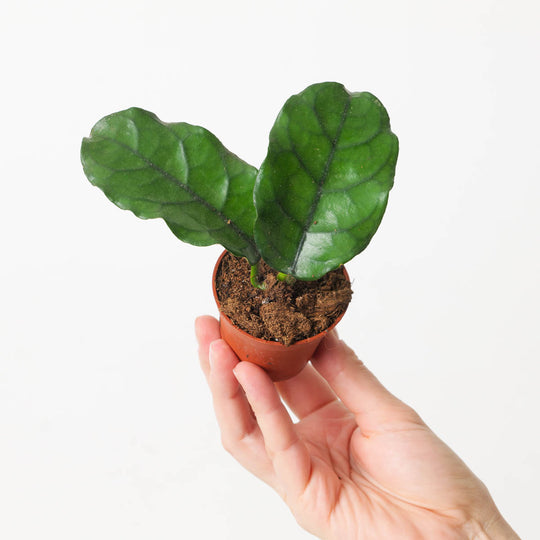 Hoya villosa 6cm Plants GrowTropicals