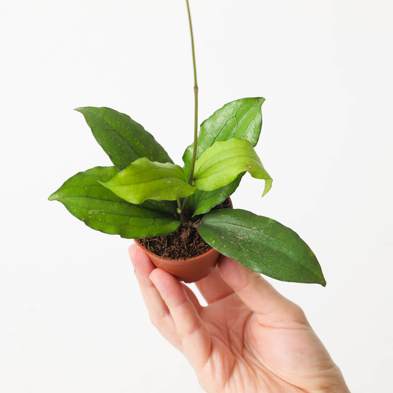 Hoya erythrina — 6cm