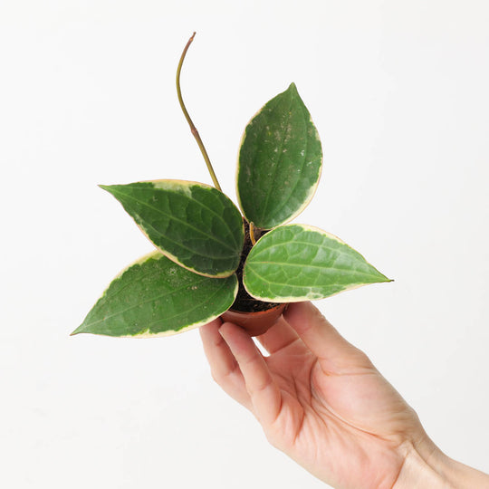 Hoya latifolia Albomarginata 6cm Plants GrowTropicals