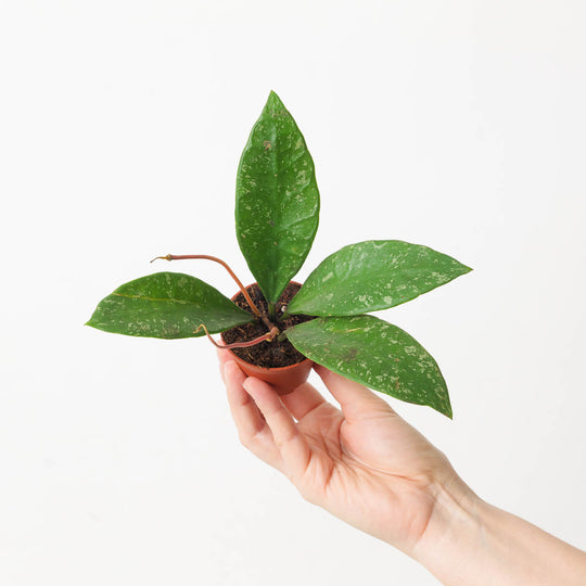 Hoya rundumensis 'Splash' 6cm Plants GrowTropicals