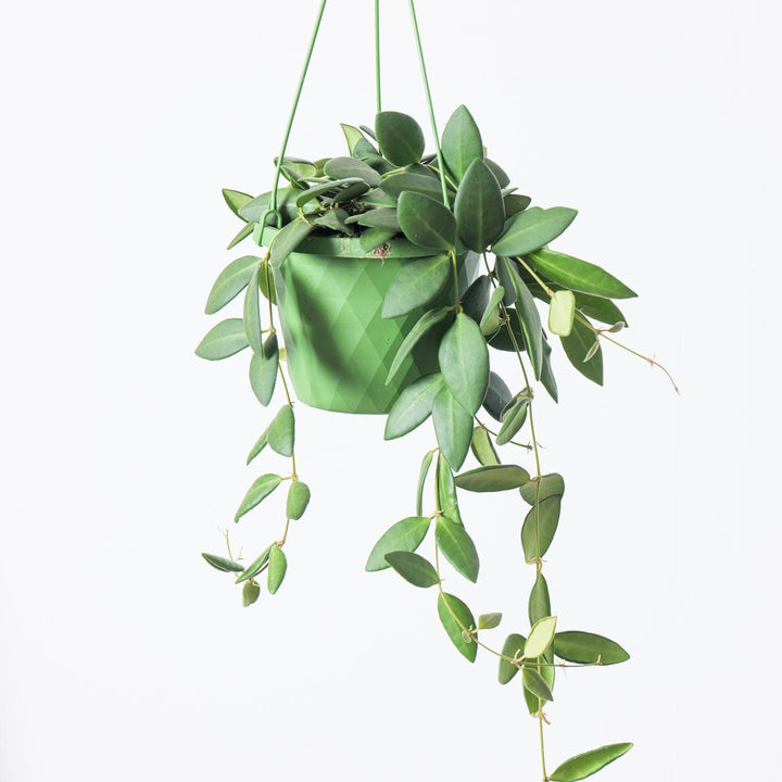 Easy Care Hanging Plant Bundle - GROW TROPICALS