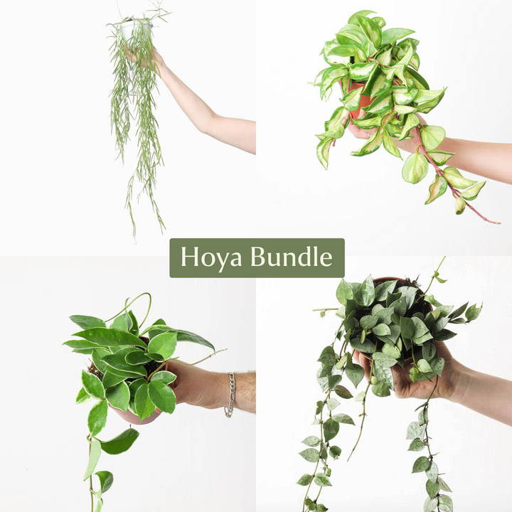 Hoya Plant Bundle - GROW TROPICALS