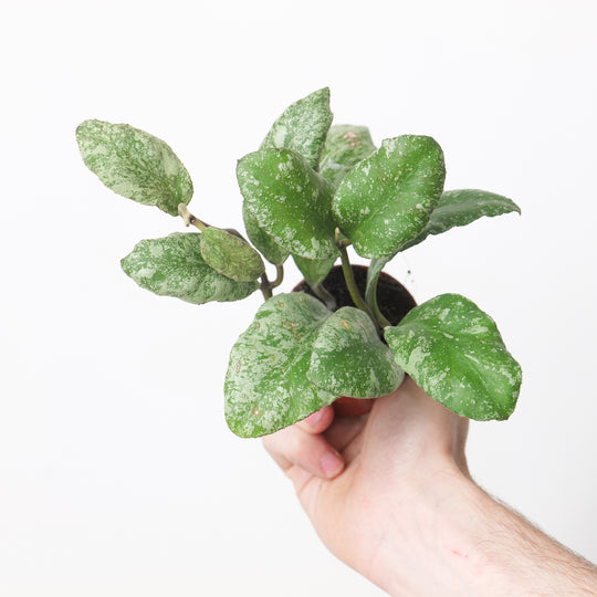 Hoya waymaniae 'Kapuas' 6cm Plants GrowTropicals
