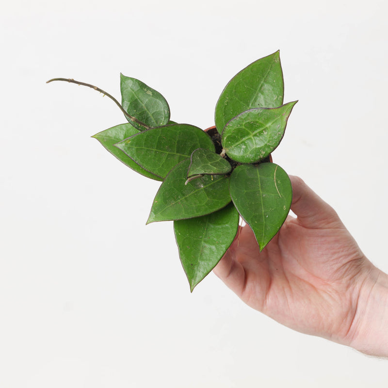Hoya verticillata 'Black Edge' — 6cm