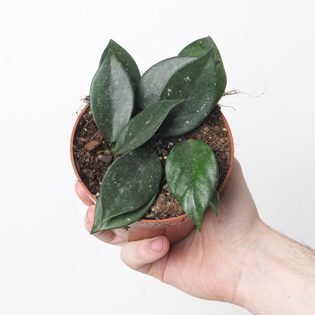 Hoya sp Vietnam Plants GrowTropicals