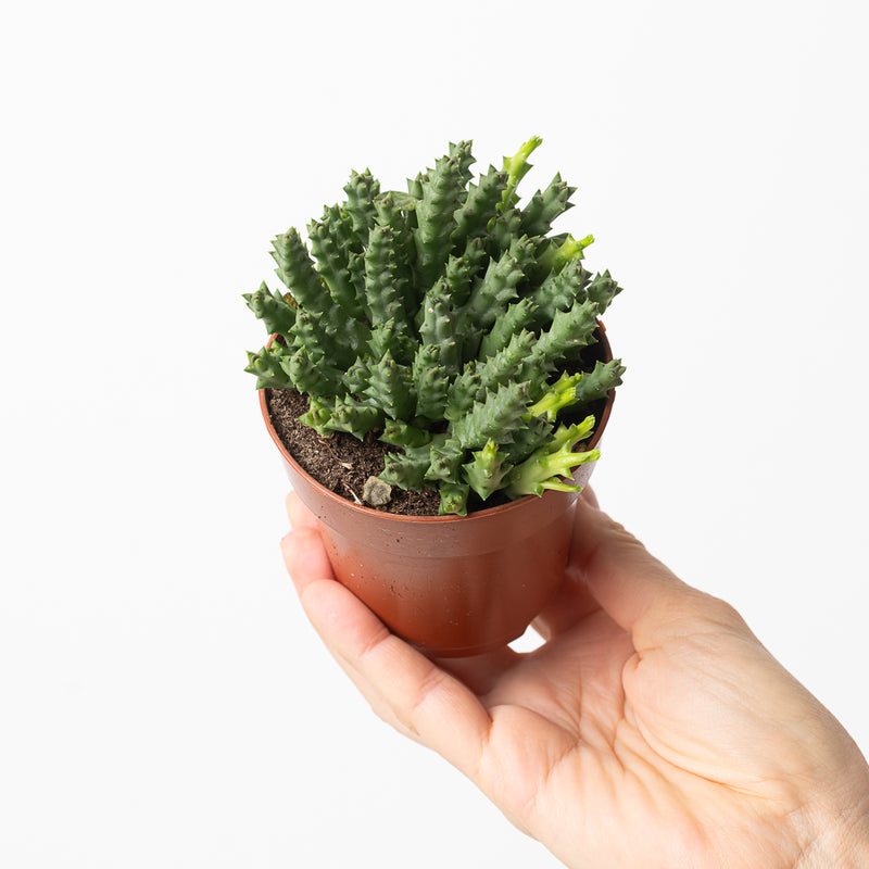 Huernia desmetiana Plants GrowTropicals