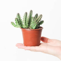 Huernia macrocarpa (Stapeliad)