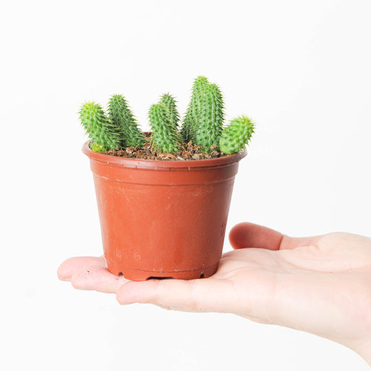 Huernia pillansi (Stapeliad) Plants GrowTropicals