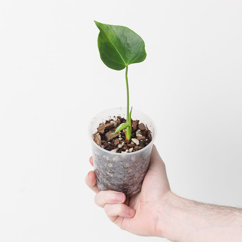 Anthurium huixtlense Plants GrowTropicals