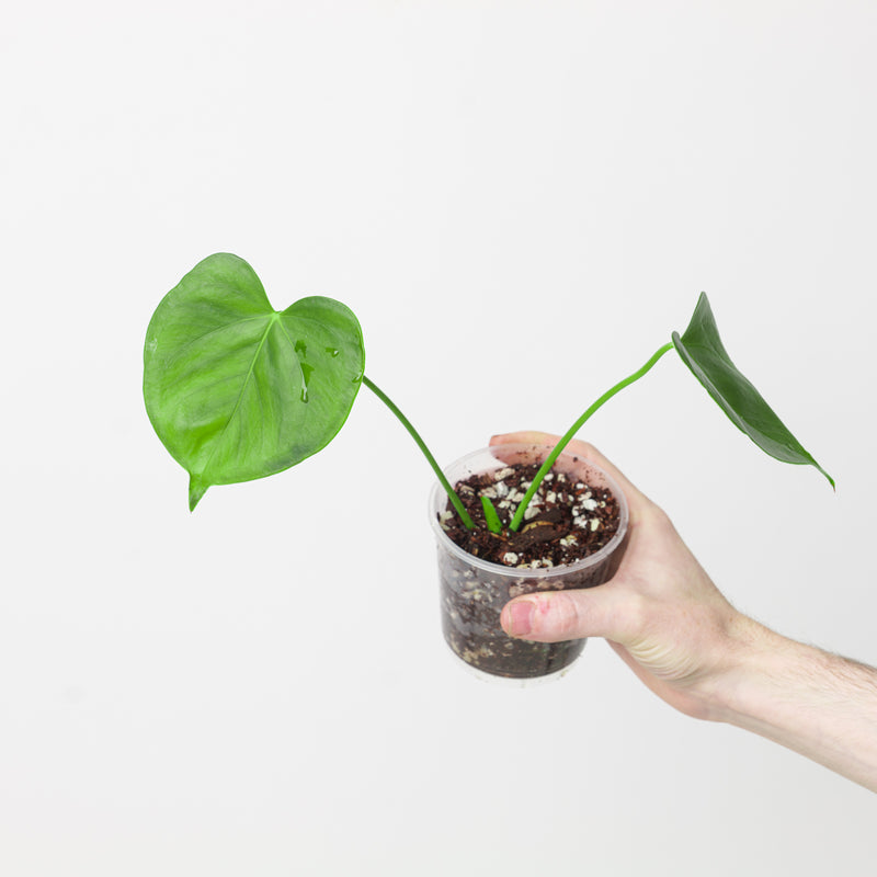 Anthurium huixtlense Plants GrowTropicals