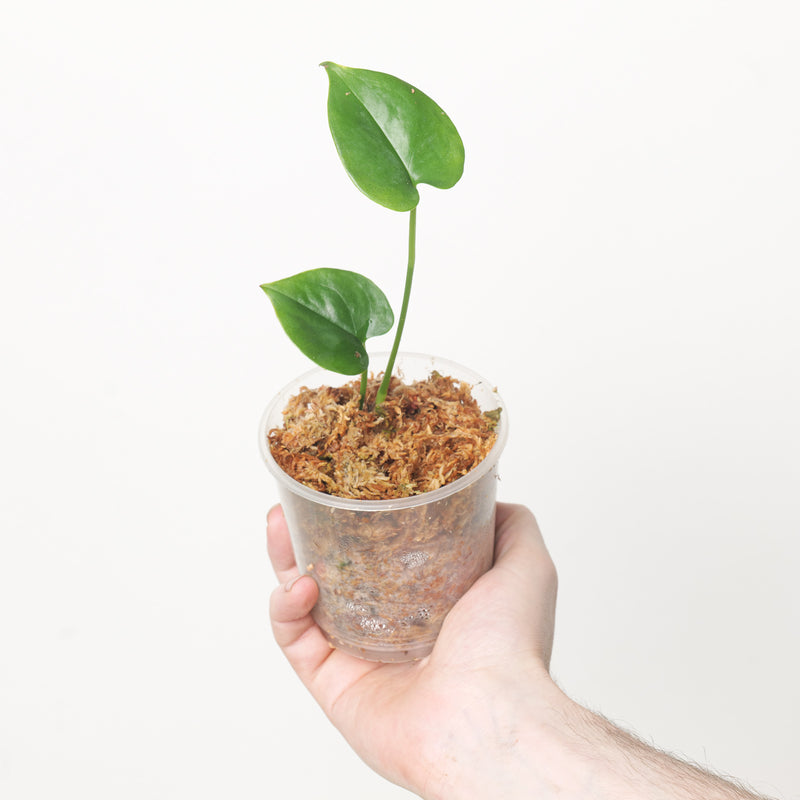 Anthurium huixtlense — 9cm