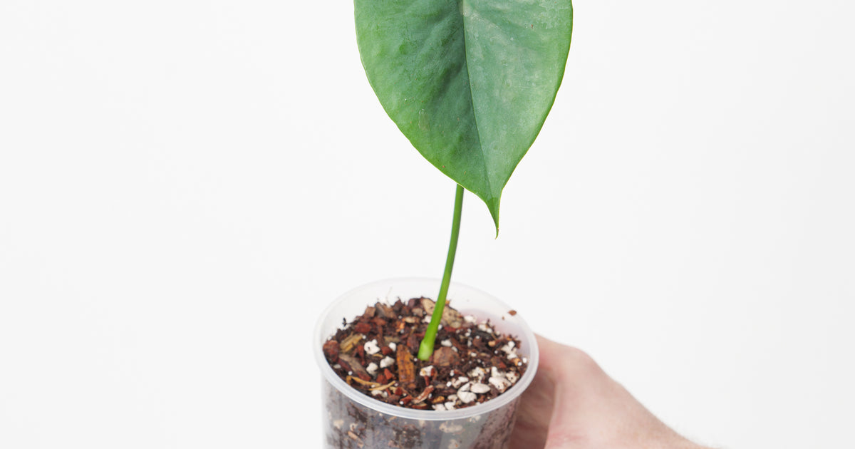 anthurium amoenum var. humile Amydrium humile | Plants