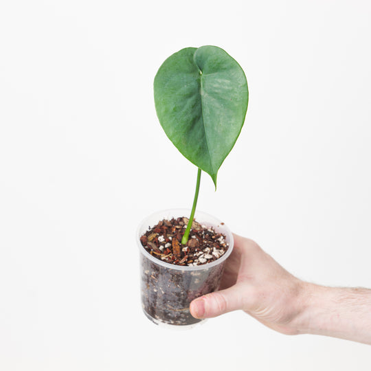 Amydrium humile 9cm Plants GrowTropicals