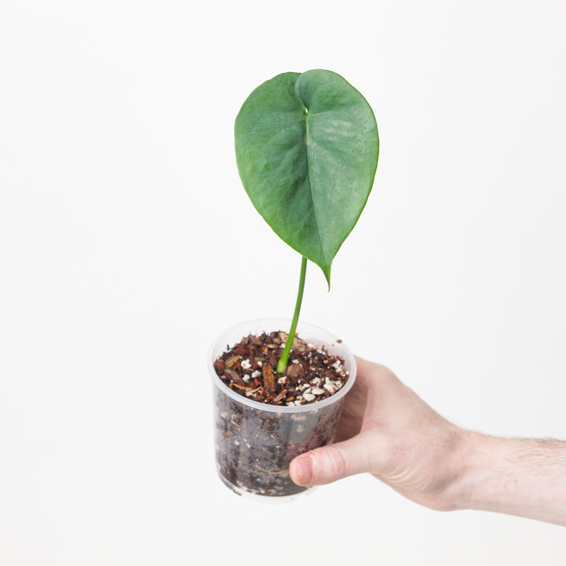 Amydrium humile 9cm Plants GrowTropicals